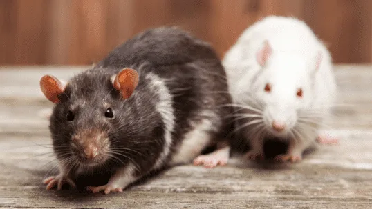 The Sneaky Routes How Rats Find Their Way Inside Your Home
