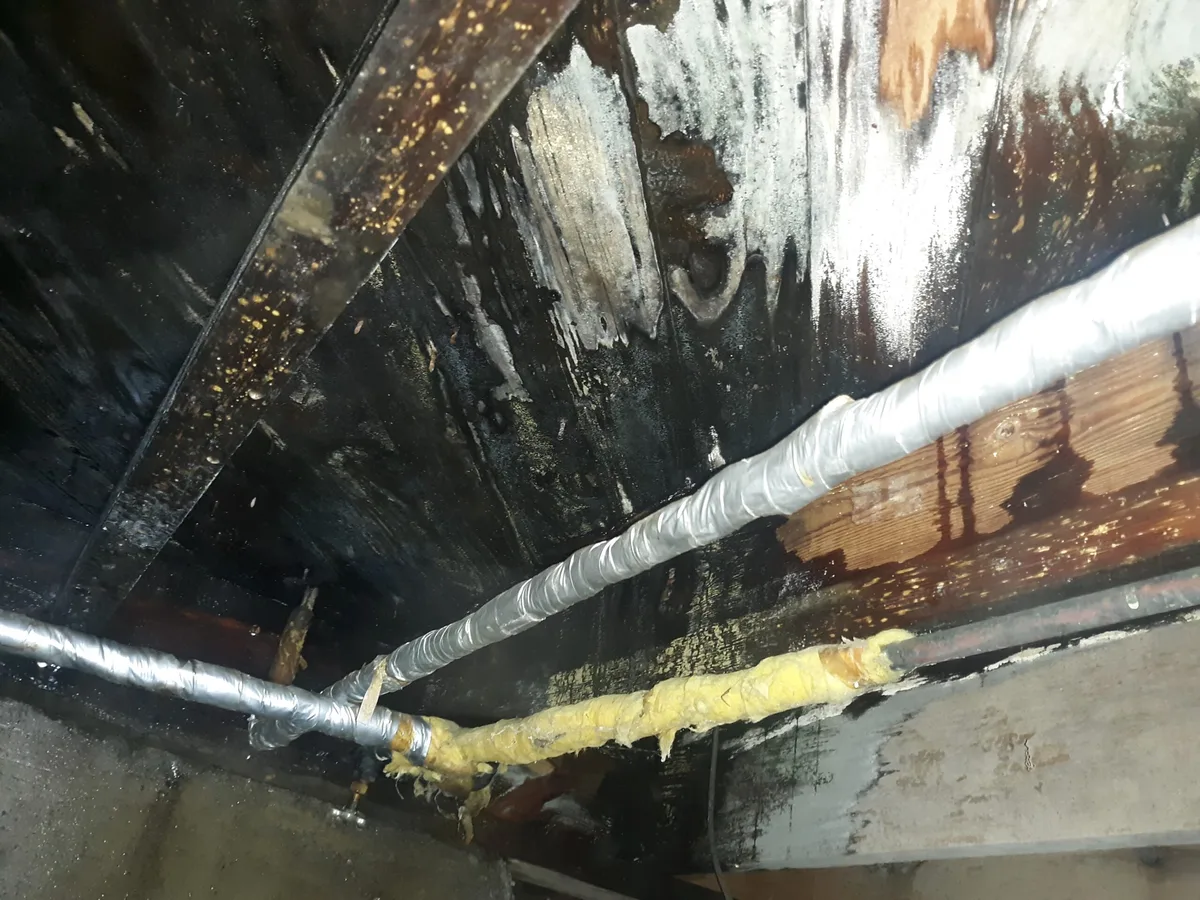 The Crawlspace Pipeline: Why Your Floor Joists Are a Highway for Coastal Pests