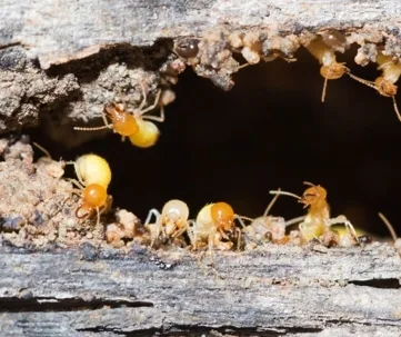 How to Get Rid of Termites in Virginia Beach