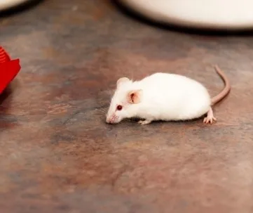How to Get Rid of Mice