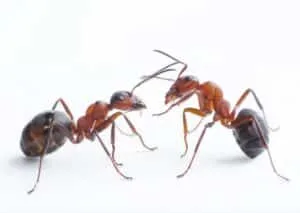 Should You Worry About Ants in Your Kitchen?