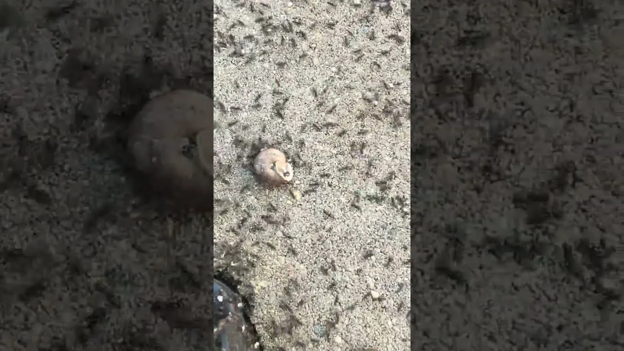 Video thumbnail for Universal Pest's footage of an ant colony found in a rodent bait station in Thoroughgood, Virginia Beach.