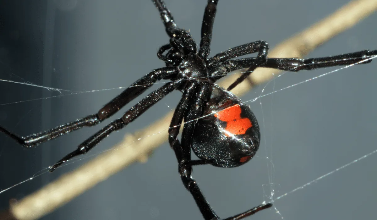 Spiders in Portsmouth, VA: Comprehensive Homeowner Guide