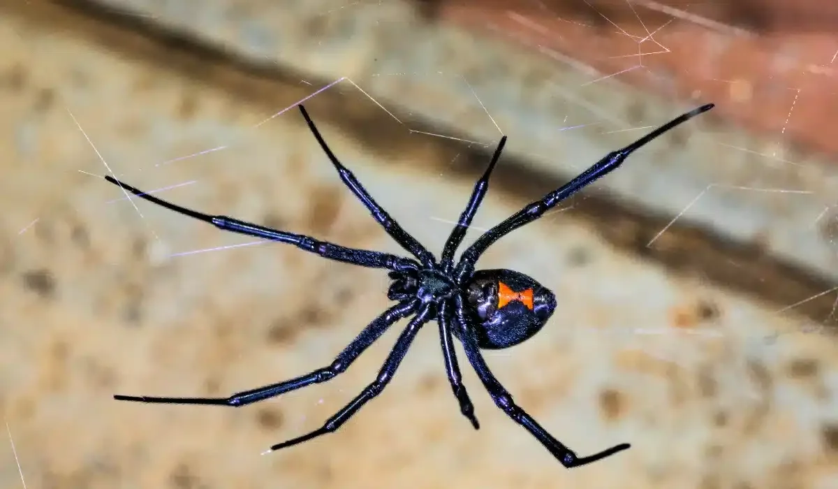 How to Prevent Spider Infestations in Norfolk, VA Homes