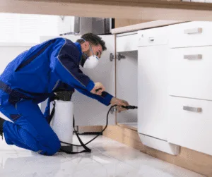 Hire Professional Pest Control Services or DIY?