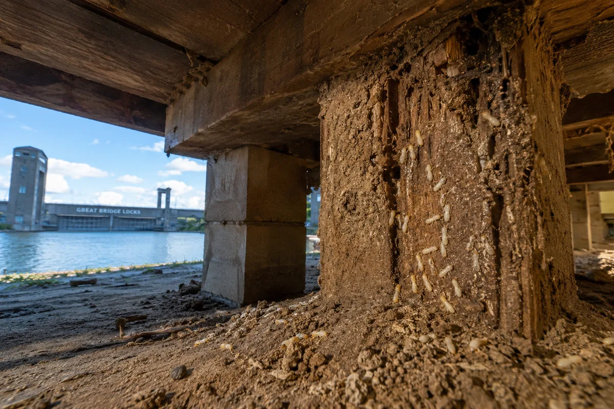 The Subterranean Siege: Why Great Bridge’s Clay Soils Call for Advanced Termite Defense