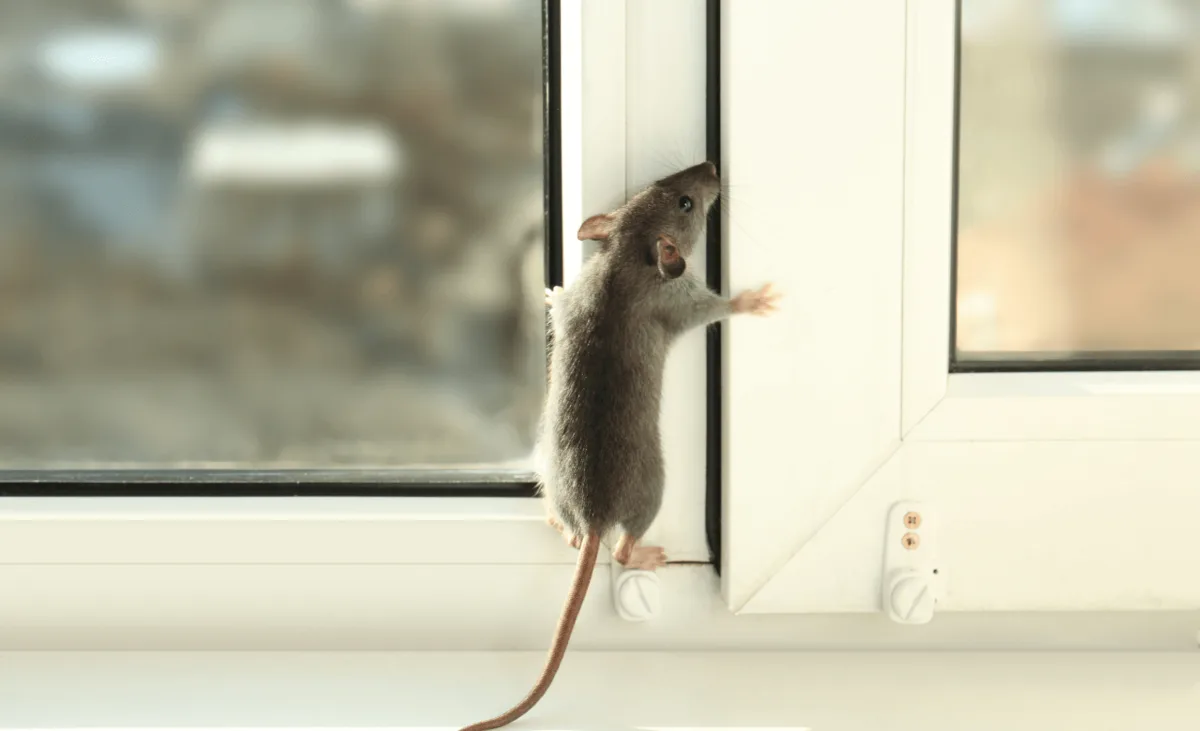 Rats in Your Virginia Beach Attic: What Removal, Exclusion and Restoration Cost