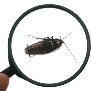 The Role of Technology in Modern Pest Control