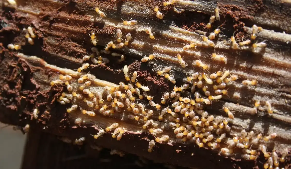 Drywood Termite