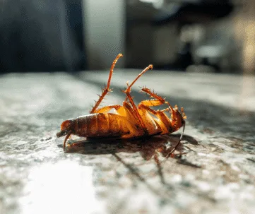 Dangers of DIY Pest Control: When to Call the Professionals