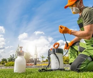 What Are the Most Common Pests in Virginia Beach?
