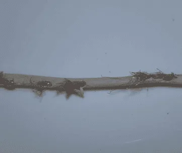 How To Prevent Rodents From Chewing Electrical Wiring