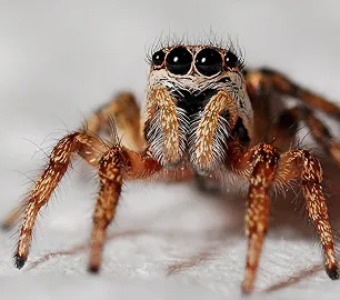 Spider Infestations in Virginia