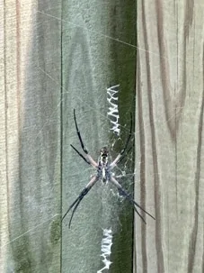 Lake Terrace Spider Control: A Virginia Wesleyan University Area Homeowner’s Guide to Identification and Removal
