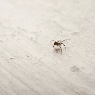 How do Spiders Survive the Winter Months?