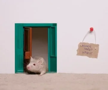 Mice Prevention 101