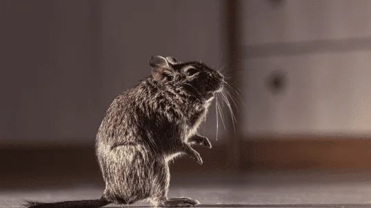 Rodent Rundown: Understanding and Managing Rat and Mouse Infestations