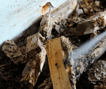 How To Keep Termites Out Of The House