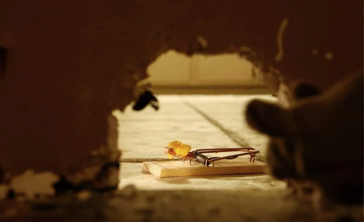 Rat Trapping and Removal Methods That Work for Hampton Roads
