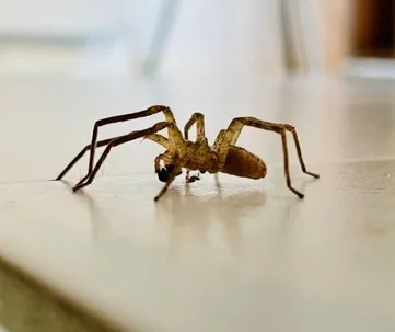 Can Professional Pest Control Actually Get Rid of Spiders?