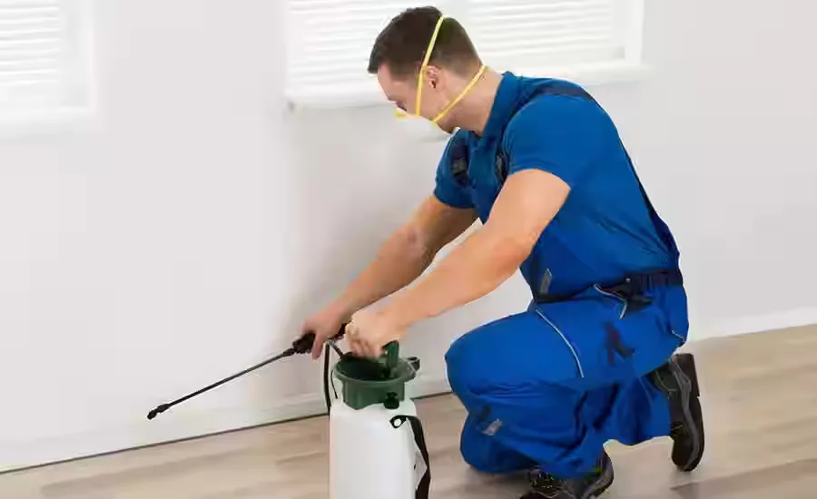 Health Risks of Mouse Droppings | Hampton Roads Safety