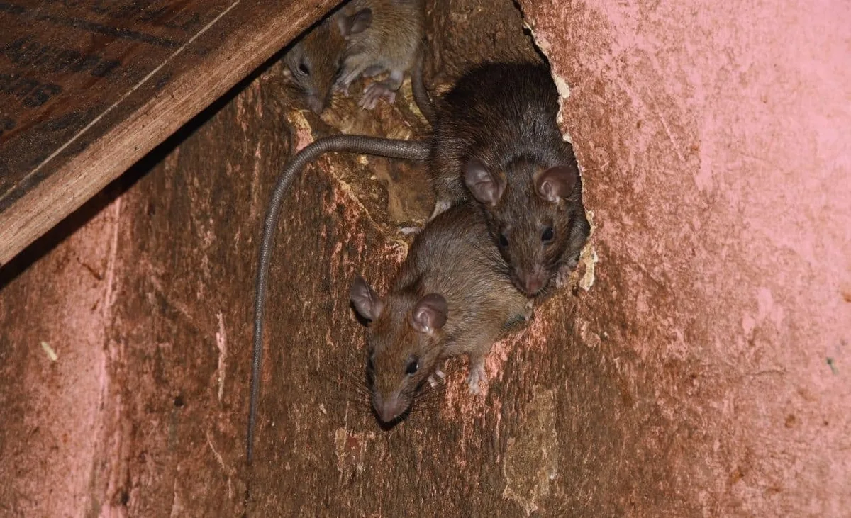 Signs of Mice Infestation in Hampton Roads Homes
