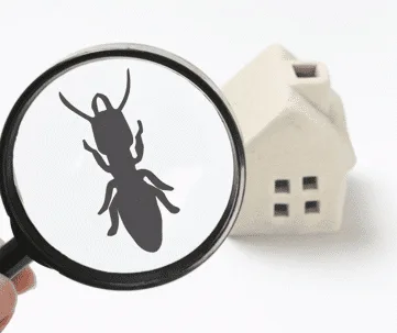Ant Control: Effective Methods for Eliminating Ants