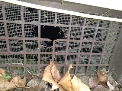 Lake Taylor Rodent Control: How Rats & Mice Enter Homes Near Lake Taylor School