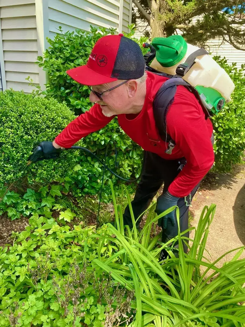 David Shafer, Lead Inspector at Universal Pest & Termite, treating a boxwood shrub line along a Hampton Roads foundation
