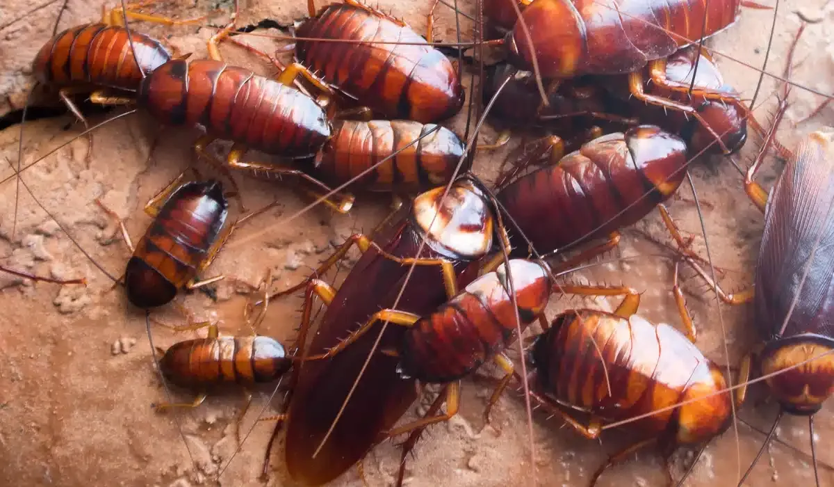 Are There Cockroaches in Norfolk, VA? What to Know