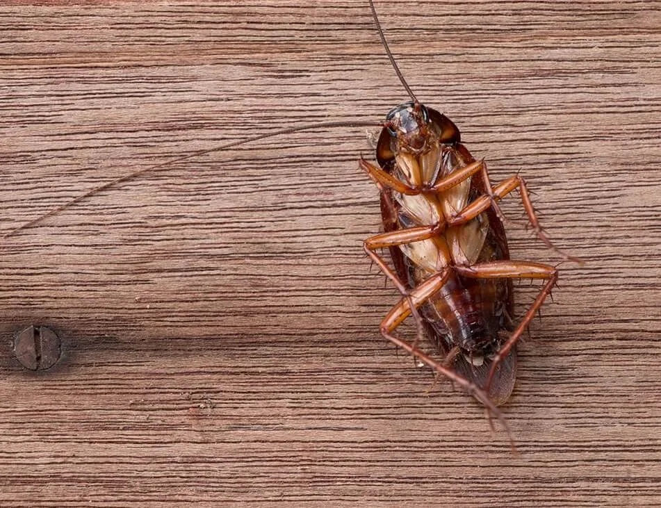 Tips for Fall and Winter Pest Invaders