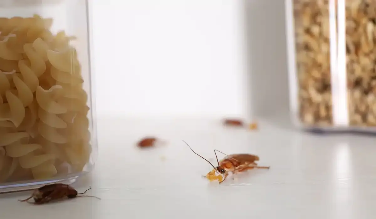6 Signs of a Cockroach Infestation in Virginia Beach, VA