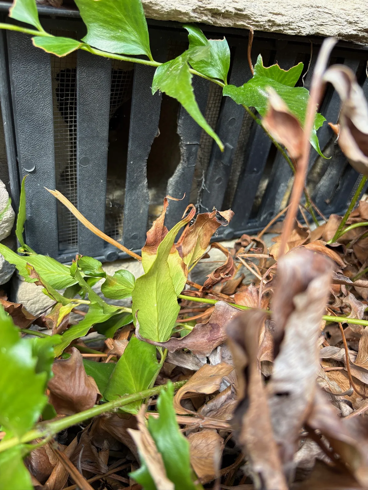 Foundation vent with a rodent-chewed opening leading into a crawl space.