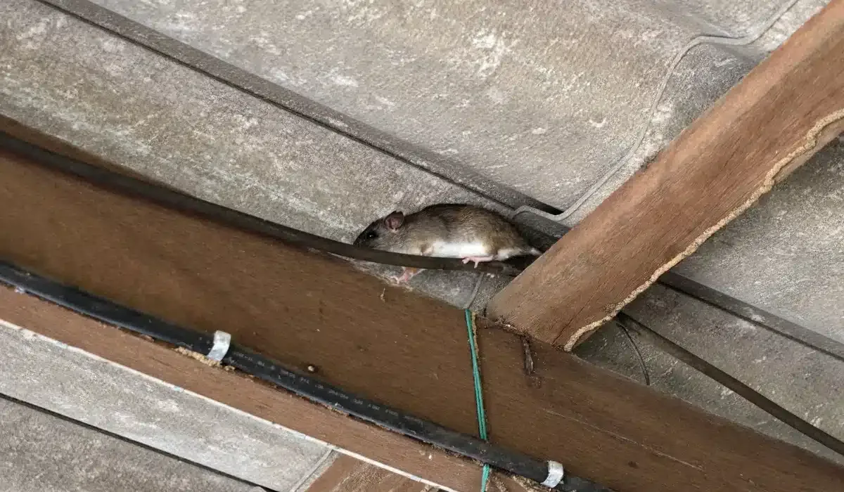 How to Prevent Rodent Infestations in Newport News, VA Homes