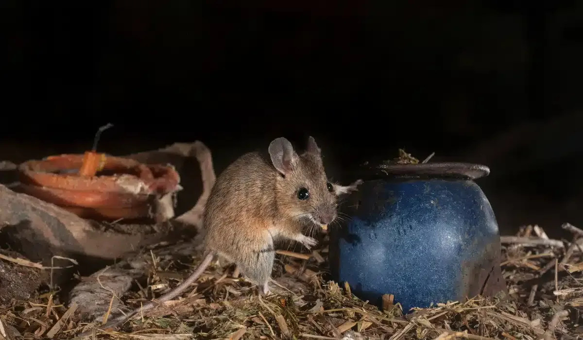 Rodents in My Attic in Chesapeake, VA: What to Do
