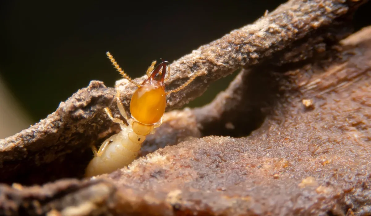How Moisture Levels Increase Termite Risk in Chesapeake Houses