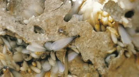Active termite in a yard in Virginia Beach