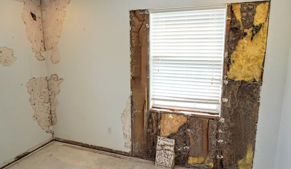 Signs of Termite Damage in Drywall for Newport News Residents