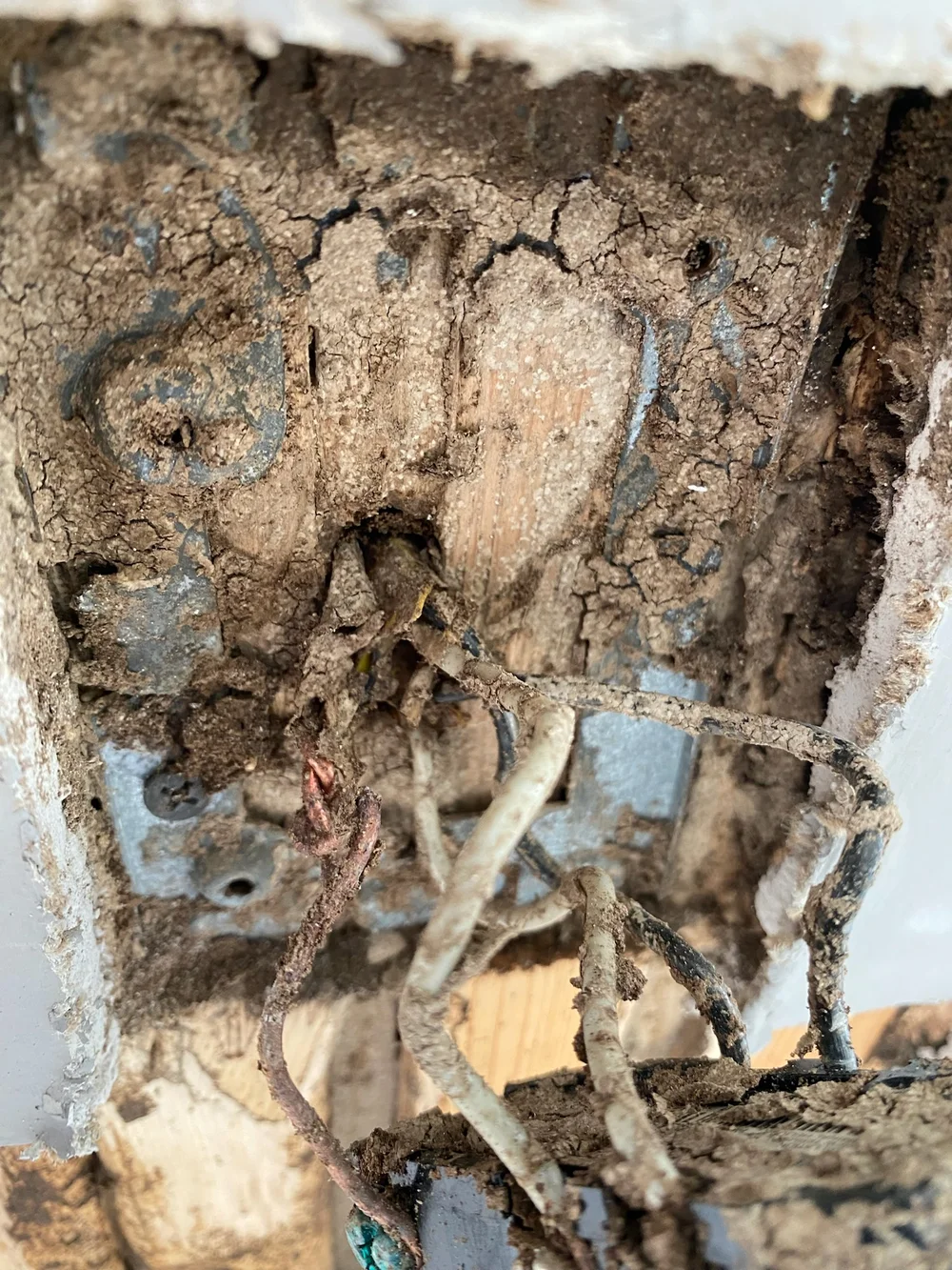 Subterranean termite mud and damaged framing exposed behind an interior light switch in a Bay Island home in Virginia Beach