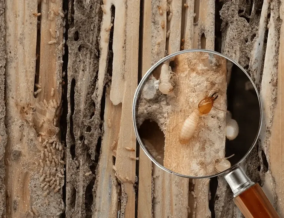 Active termites as seen through a magnifier