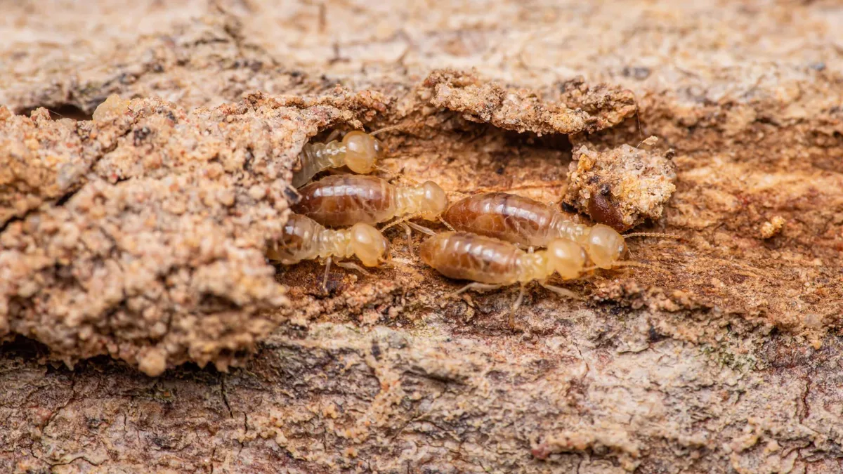 The Ultimate Guide to Termite Treatments: Liquid vs. Baiting vs. Monitoring