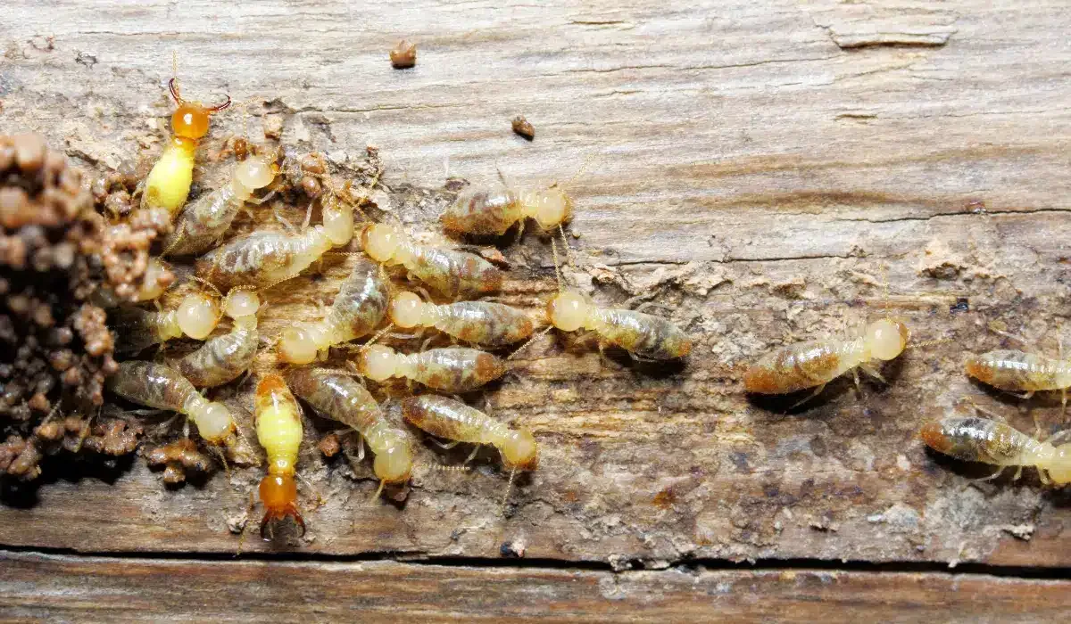 What Types of Termites Are in Chesapeake, VA?