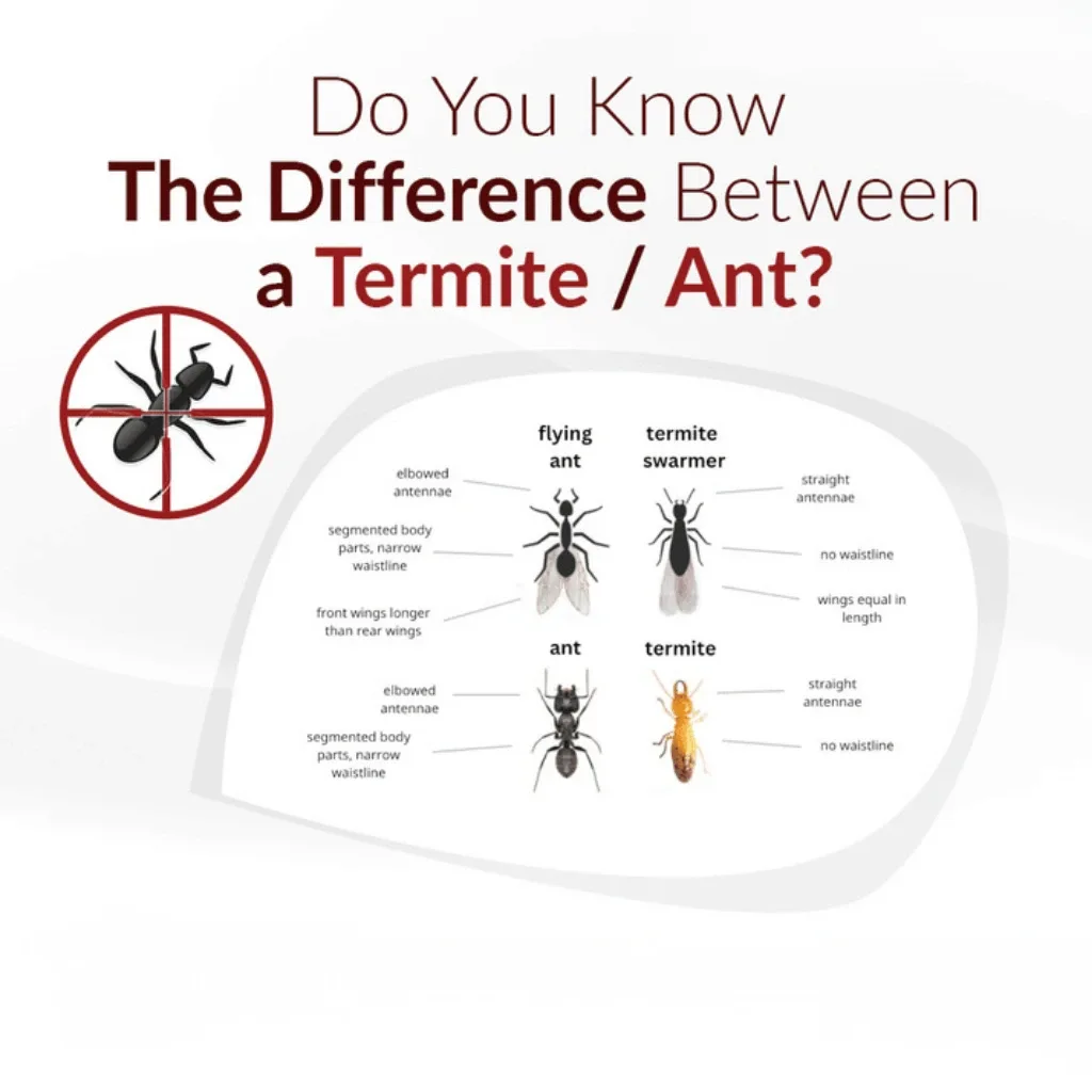 Termite vs ant comparison infographic