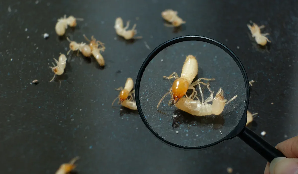 Choosing a Termite Treatment in Greenbrier: Options, Timelines, and What to Expect