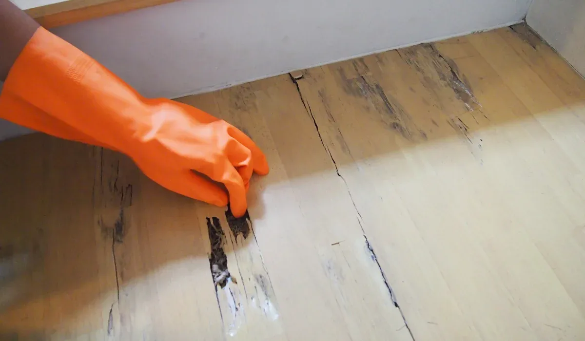 How Termites Damage Hardwood Floors in Portsmouth Homes