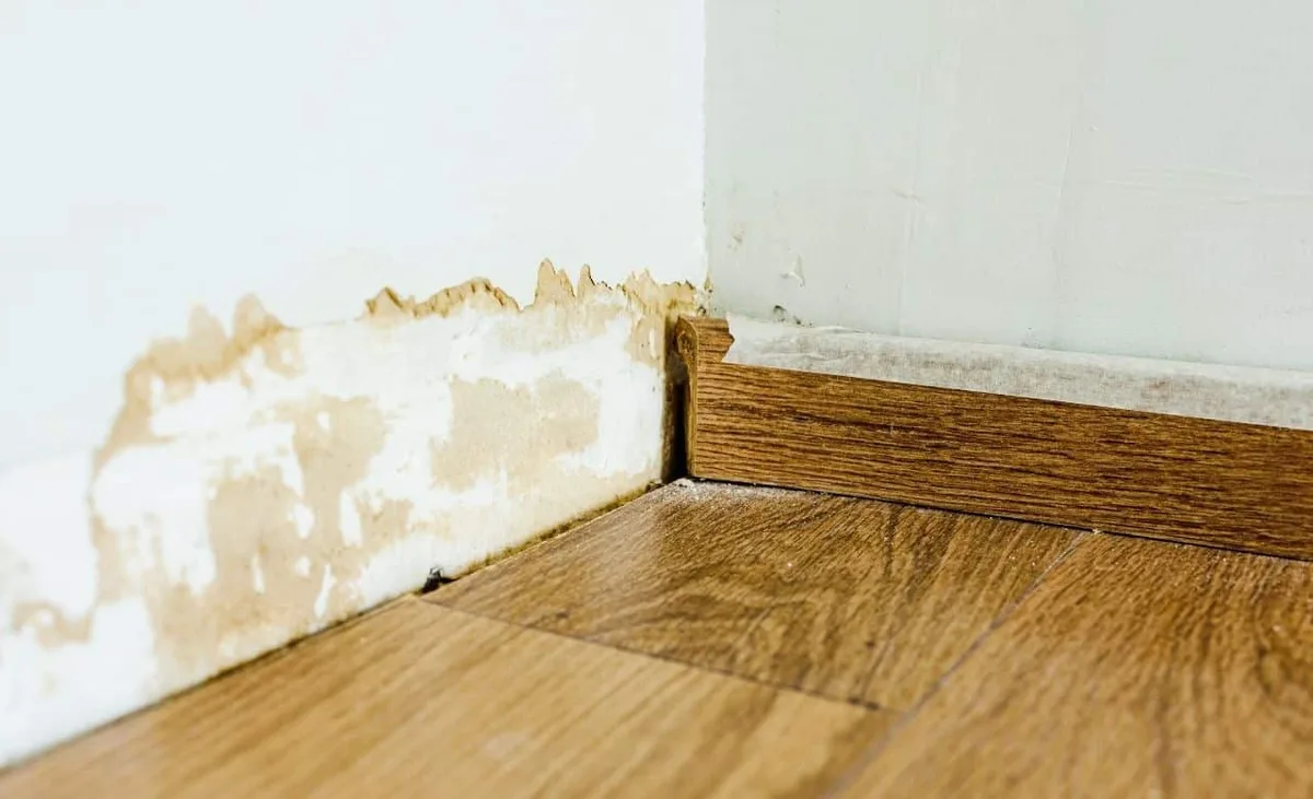 Mouse Entry Points In Chesapeake, Virginia (And How To Seal Each Spot)
