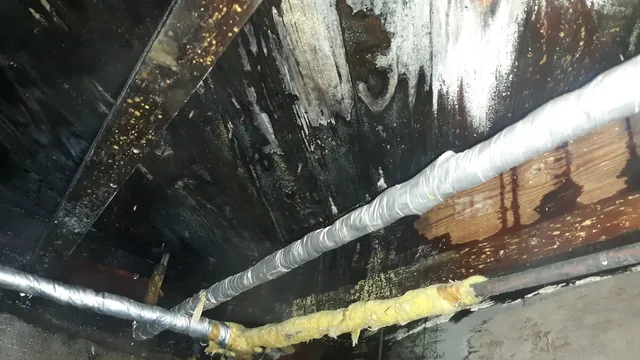 The Crawlspace Pipeline: Why Your Floor Joists Are a Highway for Coastal Pests