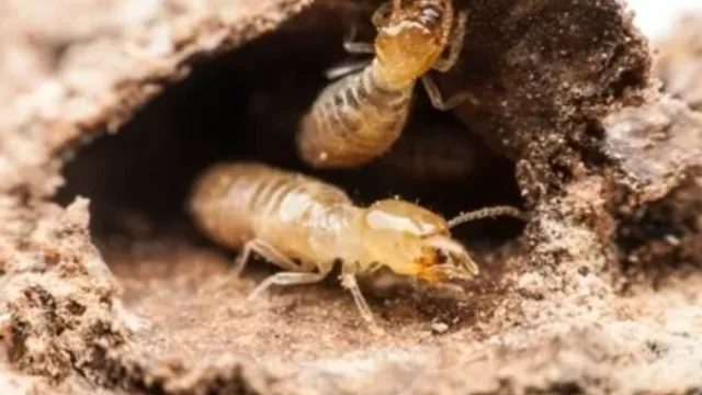 Types of Termites