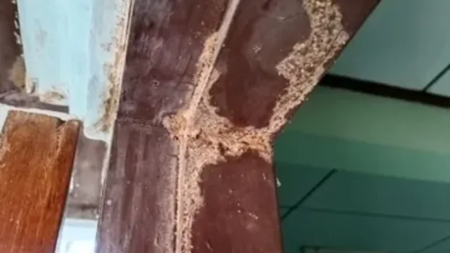 Termite Prevention Tips for Greenbriar VA Homeowners
