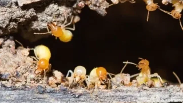 How to Get Rid of Termites in Virginia Beach